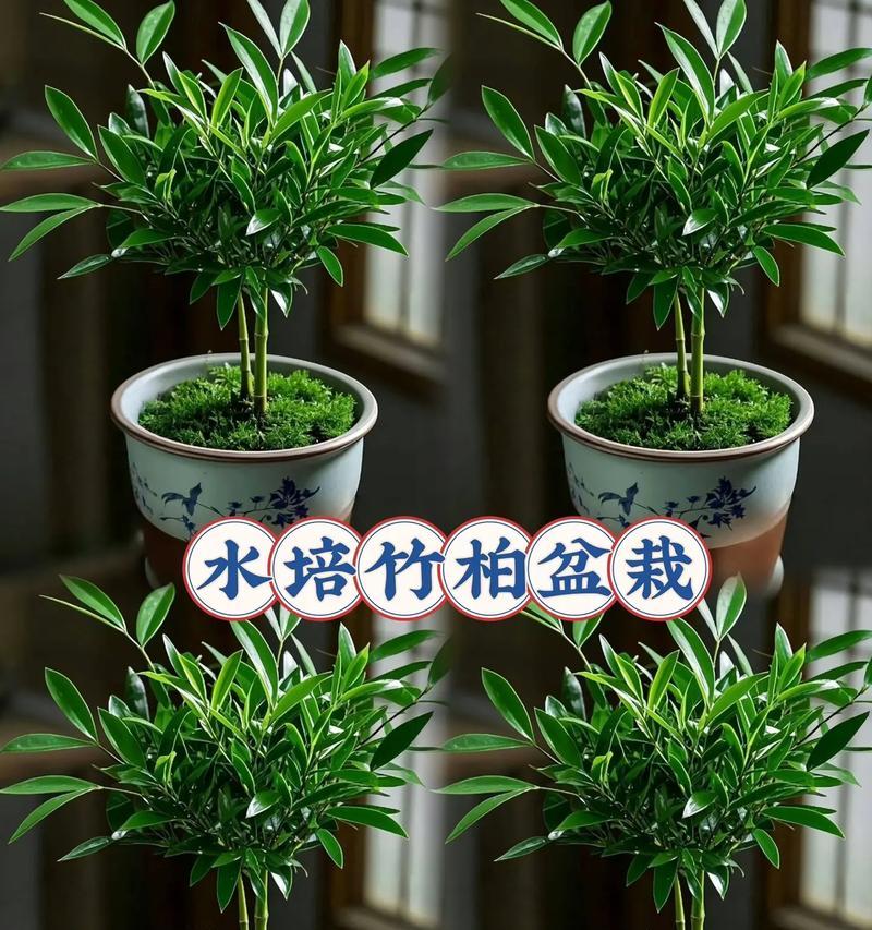 竹柏创意盆景的养护方法是什么？