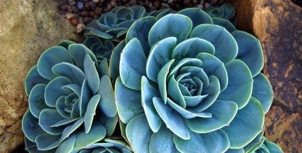 多浆类开花植物有哪些种类？它们的特点是什么？