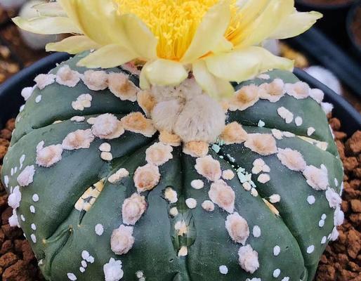多浆类开花植物有哪些种类？它们的特点是什么？