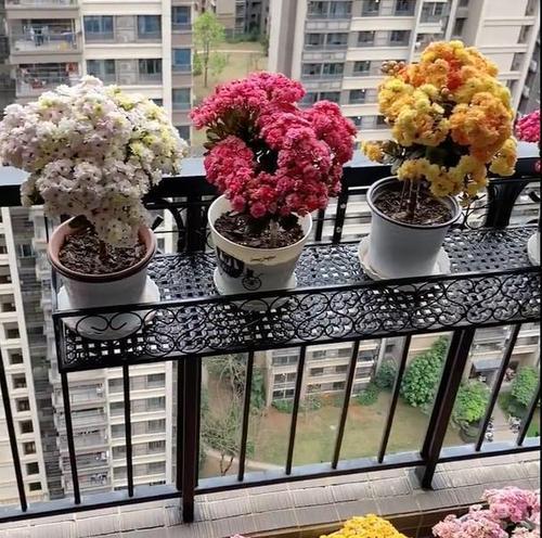 多浆类开花植物有哪些种类？它们的特点是什么？