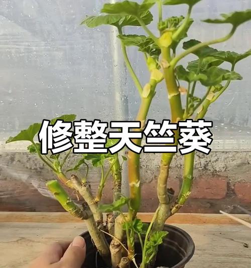 怎么剪天竺葵？修剪技巧与注意事项！