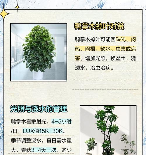 鸭掌木扦插后叶子发黄的原因及解决办法？