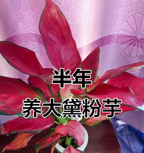 黛粉芋叶子发黄的解决办法是什么？