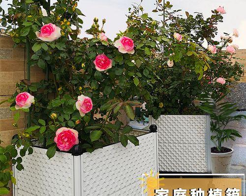 彩色君子兰僵苗问题如何解决？