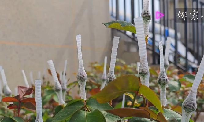 架接月季不长花苞的解决方法是什么？