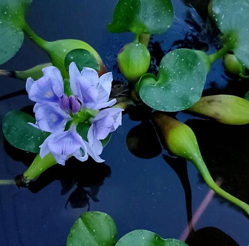 水葫芦作为观赏植物的种类有哪些？