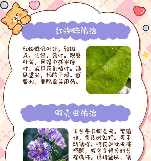 闷黄的天竺葵怎么养护好？如何改善天竺葵闷黄的状况？