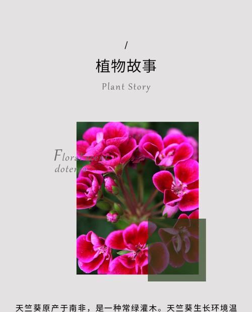 闷黄的天竺葵怎么养护好？如何改善天竺葵闷黄的状况？