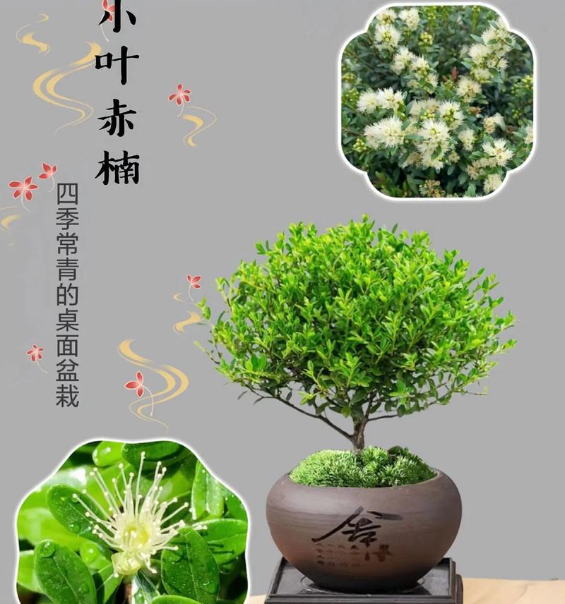镰柄小叶盆景的养殖方法是什么？