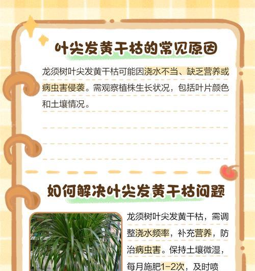 龙柏大树叶子发黄如何浇水？正确的浇水方法是什么？