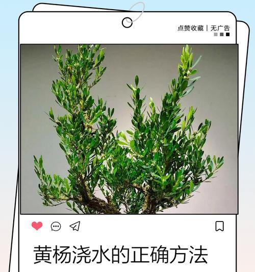 龙柏大树叶子发黄如何浇水？正确的浇水方法是什么？
