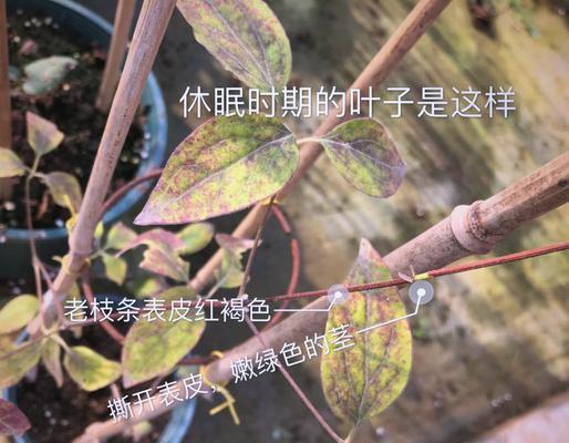 室内观赏铁线莲怎么养护？日常管理要点有哪些？