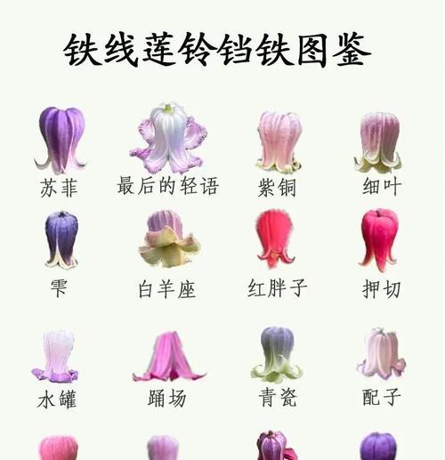 室内观赏铁线莲怎么养护？日常管理要点有哪些？