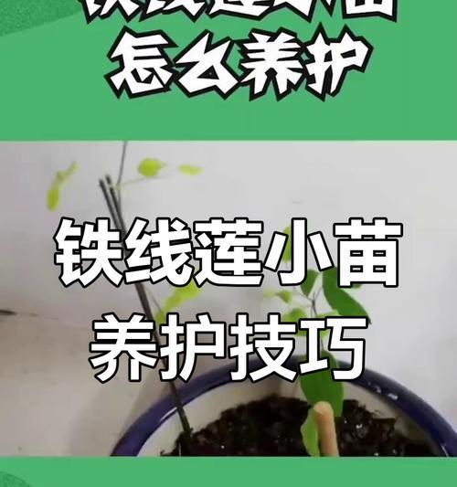铁线莲嫩芽断了怎么扦插？如何进行有效的扦插繁殖？