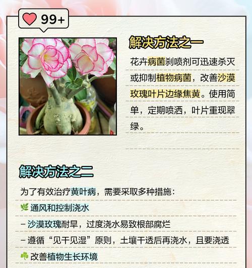 沙漠玫瑰移栽后叶子发黄的处理方法？