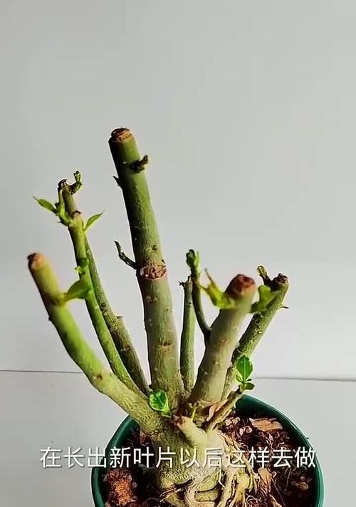沙漠玫瑰移栽后叶子发黄的处理方法？