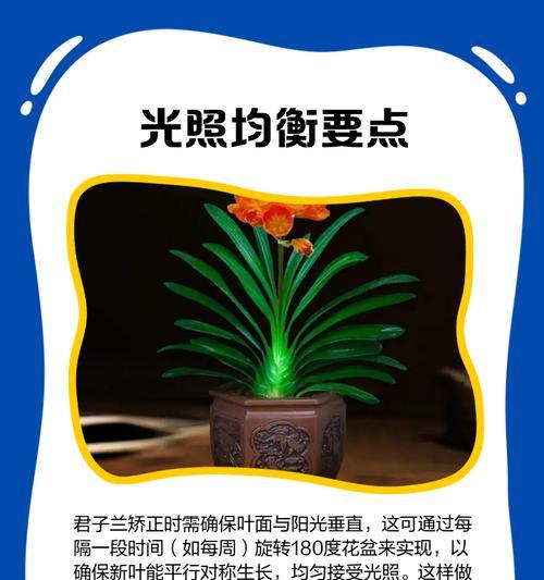 君子兰剪叶子的正确步骤是什么？