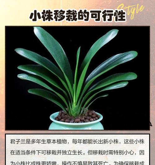 君子兰剪叶子的正确步骤是什么？