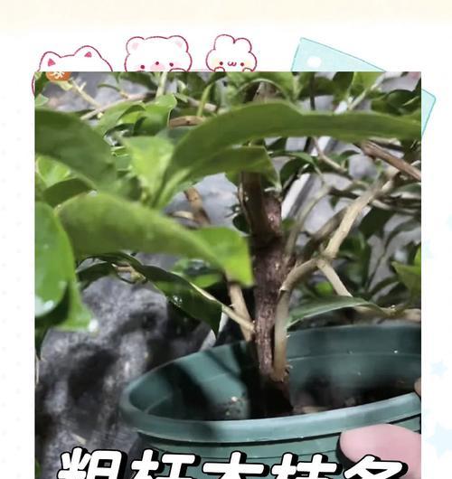 北方冬季室内如何养护三角梅？
