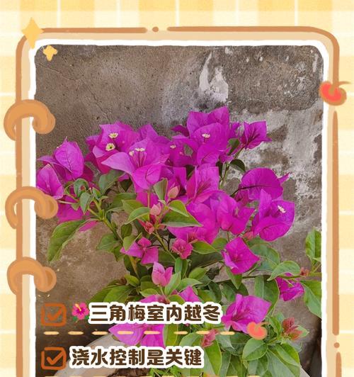 北方冬季室内如何养护三角梅？