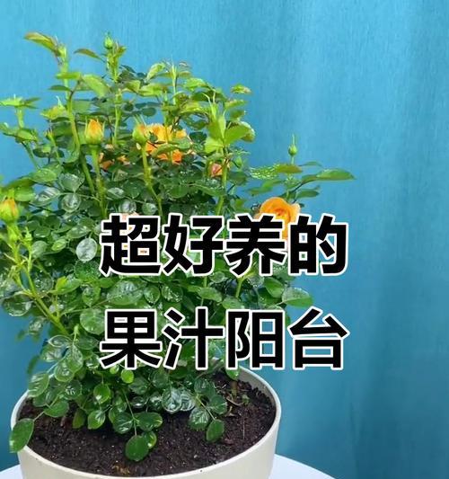 阳台月季促芽的正确养护方法是什么？