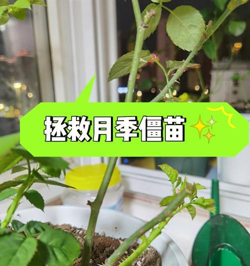 阳台月季促芽的正确养护方法是什么？