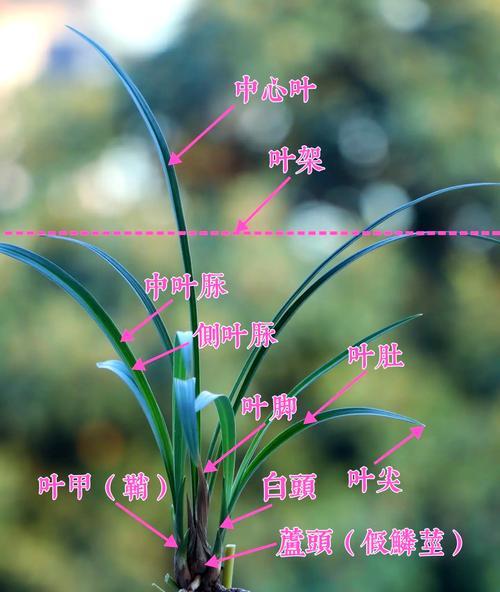球兰花叶子发黄的原因及解决办法是什么？