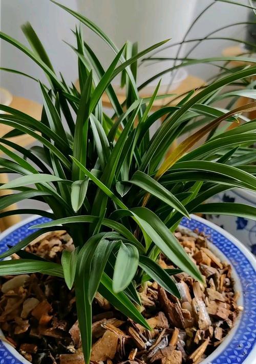 球兰花叶子发黄的原因及解决办法是什么？