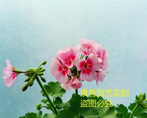 白边红心天竺葵养护技巧有哪些？