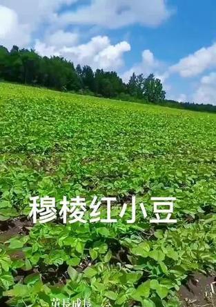小豆日本红的播种时间是什么时候？