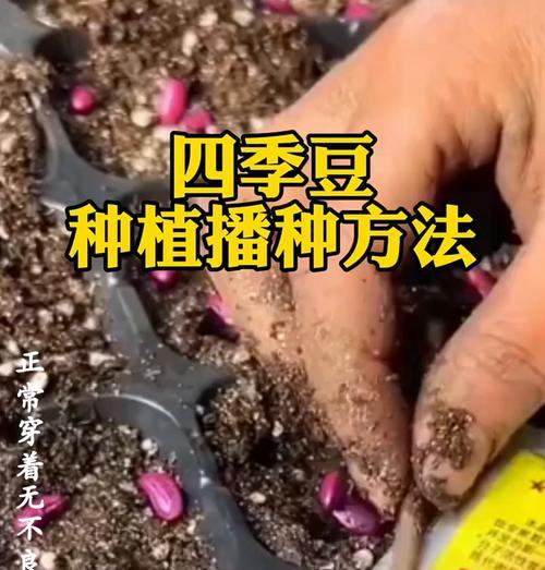 小豆日本红的播种时间是什么时候？