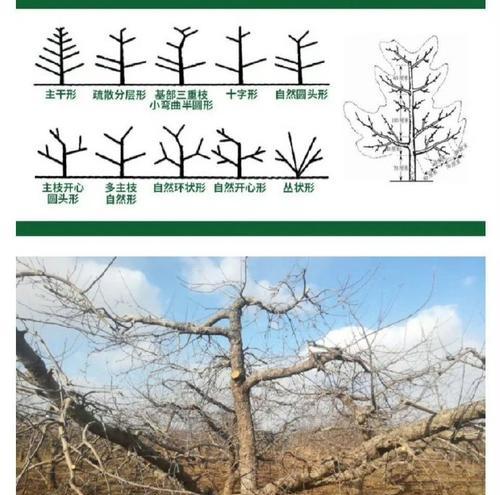 苹果桃栽培的关键技术要点是什么？