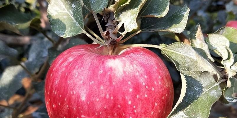 苹果桃栽培的关键技术要点是什么？