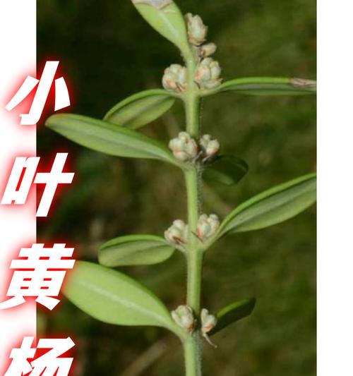 黄杨叶子内部发黄是什么原因？如何处理？