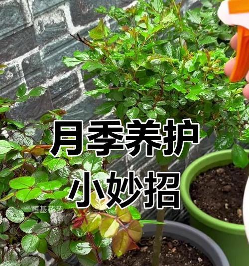 月季缺水黄叶怎么办？有效解决方法有哪些？