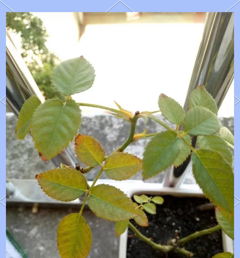 月季缺水黄叶怎么办？有效解决方法有哪些？