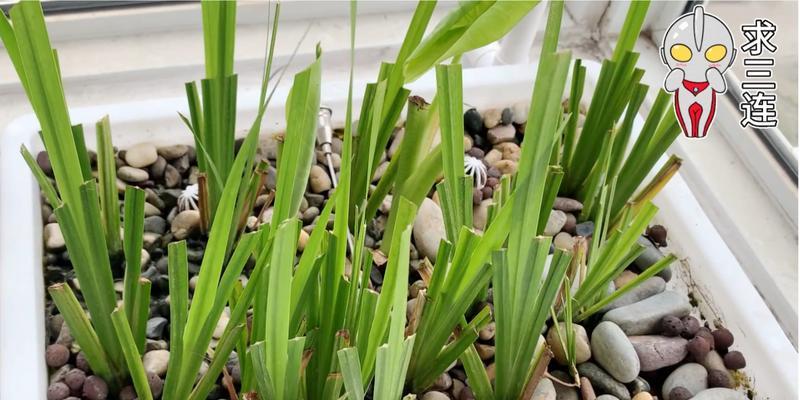 龟缸内木本植物的养护和保养技巧是什么？