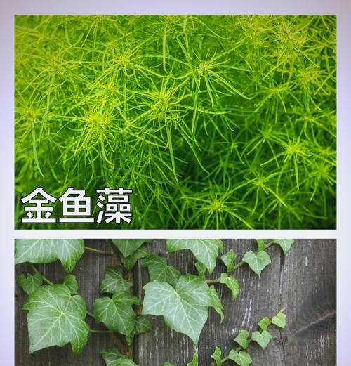 龟缸内木本植物的养护和保养技巧是什么？