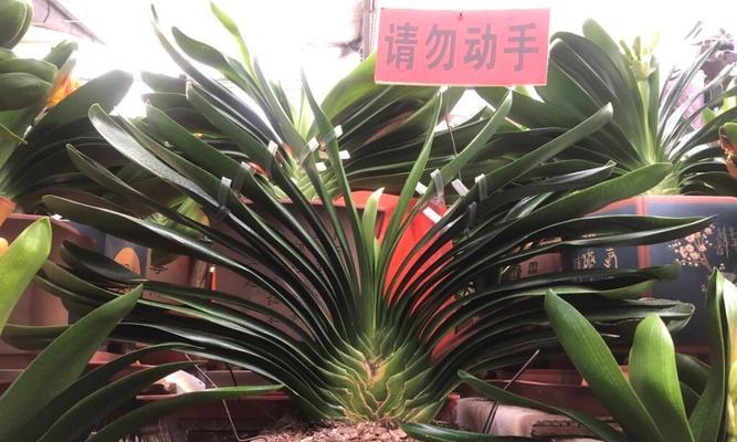 500元的君子兰有哪些特点？如何鉴别其品质？
