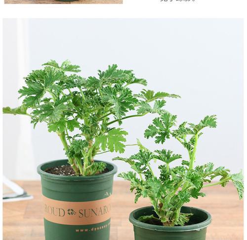 天竺葵种植厌倦了？试试这些替代植物！