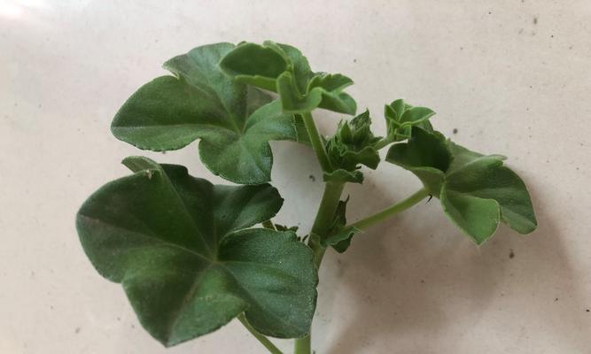 天竺葵种植厌倦了？试试这些替代植物！