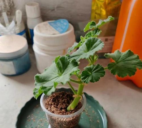 天竺葵种植厌倦了？试试这些替代植物！