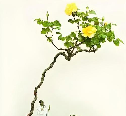 小盆景蔷薇的养护方法有哪些？