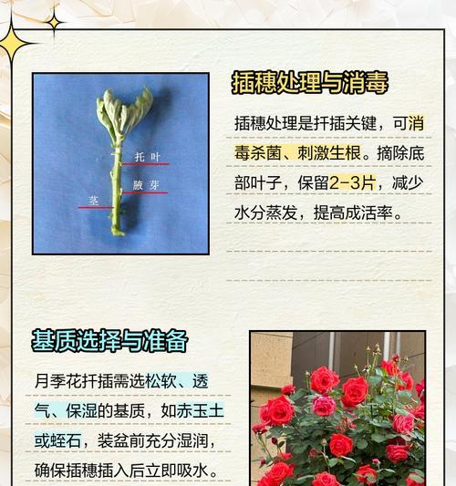 月季放置避免闷根的方法是什么？