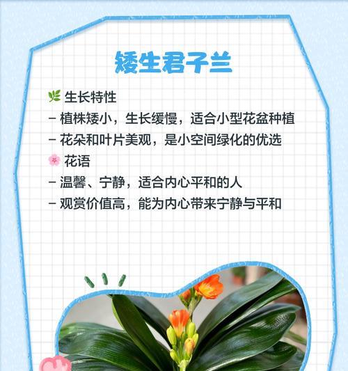 君子兰青兰品种有何特点？