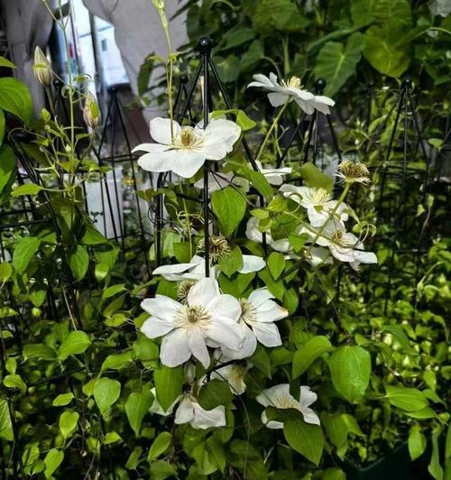 多蓝铁线莲花苞不生长的原因是什么？
