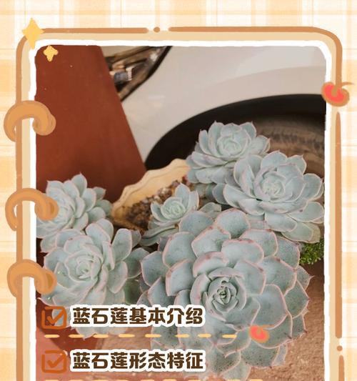 多蓝铁线莲花苞不生长的原因是什么？