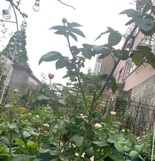 月季粗杆生根困难应如何解决？