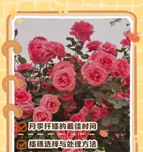 月季粗杆生根困难应如何解决？