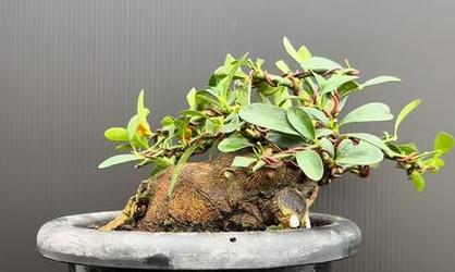盆景矮霸的培育方法是什么？有哪些技巧？